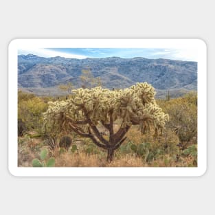 Chain-fruit Cholla Sticker